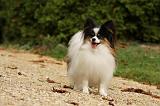 EPAGNEUL PAPILLON 043